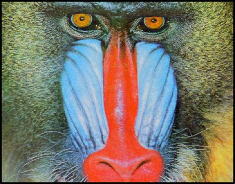 mandrill