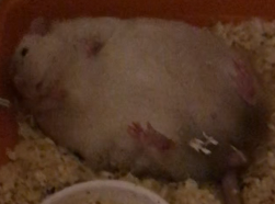 :bimbixchilling: